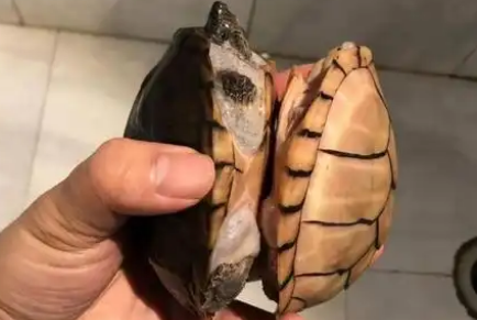 剃刀龟与麝香龟的生态竞争关系 剃刀龟与麝香龟的生态竞争关系