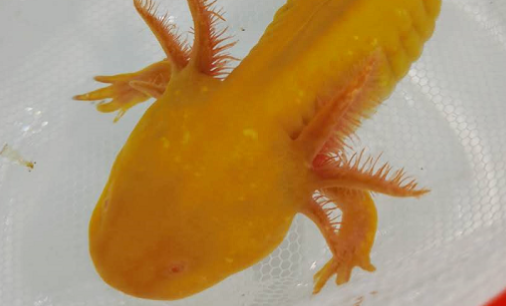 泽驭名宠推出六角恐龙鱼新品，以高性价比抢占水族市场