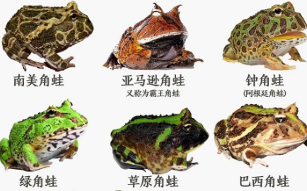 探索角蛙世界:品种差异 探索角蛙世界:品种差异