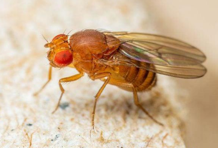 如何对付果蝇 如何对付果蝇