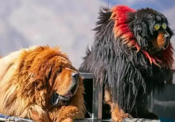 藏獒嘴唇红疙瘩危机！你还在傻傻忽视吗？
