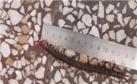 怎样灭蜈蚣效果最好
