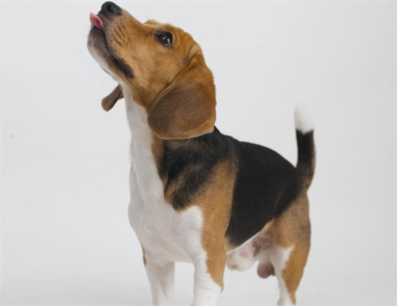 老少咸宜,能动能静的气味猎犬——比格犬 老少咸宜,能动能静的气味猎犬——比格犬