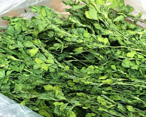 秀恩苜蓿草人可以吃吗 秀恩苜蓿草人可以吃吗