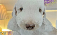 绵羊犬多少钱一只