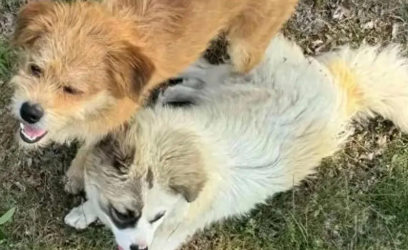 莱山救伯恩山犬的流浪狗现在很好，好心大哥又拿火腿肠去喂它们！