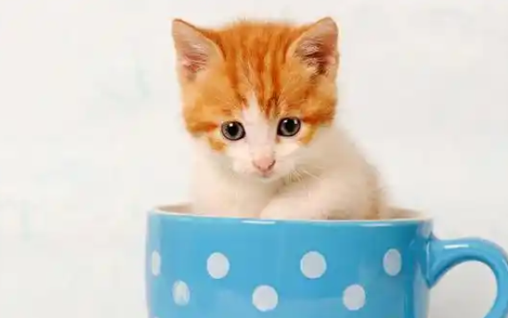 茶杯猫多少钱一只~记好这些谨慎购买