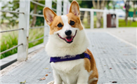 威尔斯柯基犬：电臀小飞“基”的奇妙世界