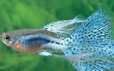 家有孔雀鱼不吃食？别急，支招这就给你支支招
