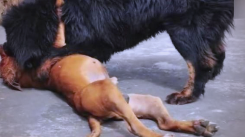 鬼獒与巨型比特犬:谁将笑到最后 鬼獒与巨型比特犬:谁将笑到最后