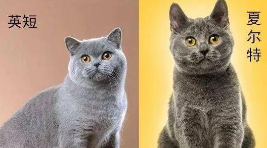 猫咪品种探秘:波米拉猫与夏特尔猫的对比! 猫咪品种探秘:波米拉猫与夏特尔猫的对比!