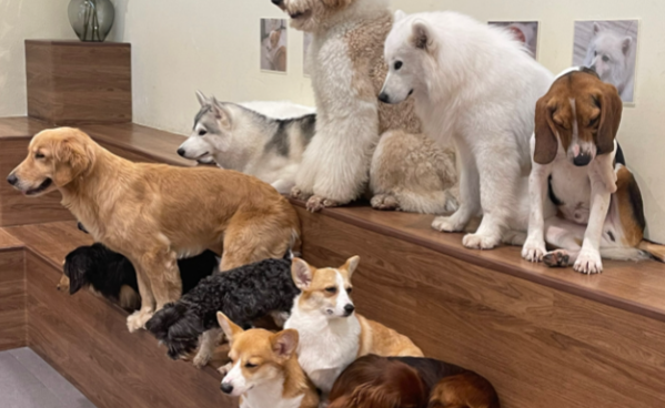 三亚宠物乐园 “五一” 人气爆棚,吸引游客前往 三亚宠物乐园 “五一” 人气爆棚,吸引游客前往