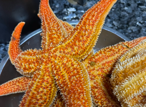 海星煮成什么样子能吃