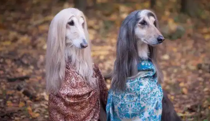 “狗界白富美”阿富汗猎犬，养得起都是土豪！
