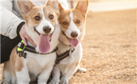 威尔斯柯基犬价格揭秘,了解其真实价值!