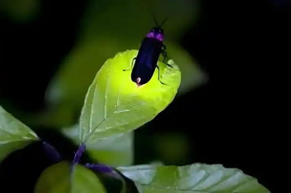 萤火虫能捉吗 萤火虫能捉吗