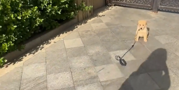 狗子耍赖不回家,女子假装丢下狗子,狗子吓得追女子 狗子耍赖不回家,女子假装丢下狗子,狗子吓得追女子