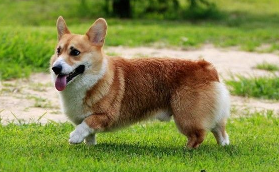 威尔斯柯基犬的四大致命缺陷，你知道吗？