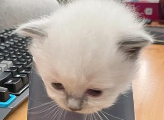 多种迷你宠物比如茶杯猫，饲养难度与价格各异