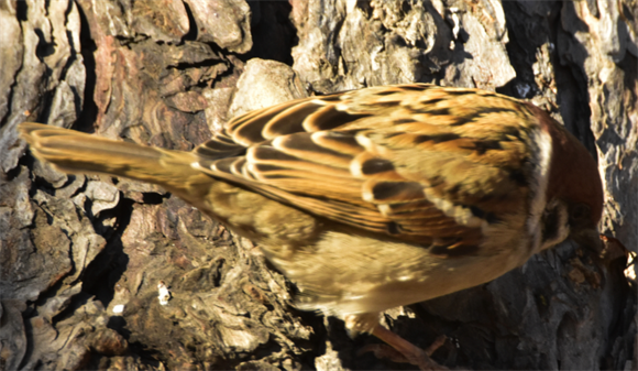 麻雀的智商有多少 麻雀的智商有多少