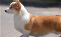威尔斯柯基犬揭秘:短腿萌宠趣科普!
