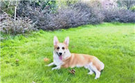 威尔斯柯基犬打架竟气绝身亡!饲养员痛心