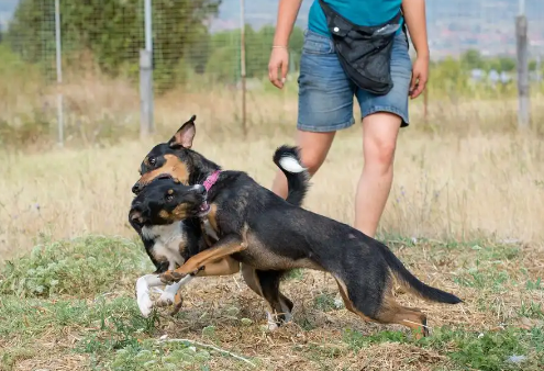 马犬:军警界的“超能战士” 马犬:军警界的“超能战士”