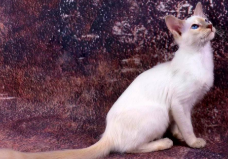 巴厘猫怎么样？聪明热情生机勃勃！聪明