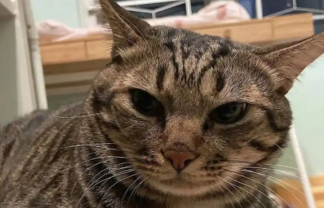 茶杯猫及其背后的人类伦理问题