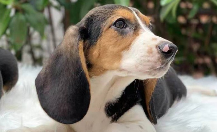 巴吉度猎犬：从猎犬到优秀家庭宠物的转变之路