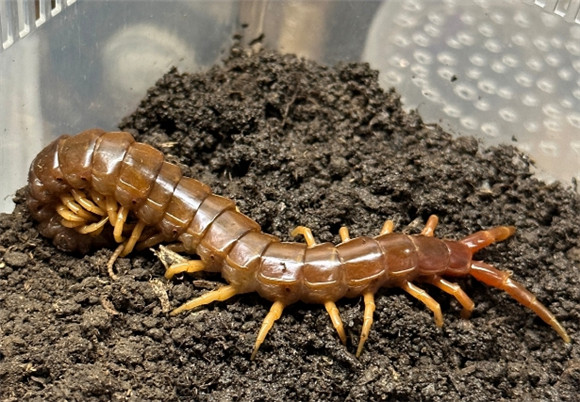 怎么防止蜈蚣进房间