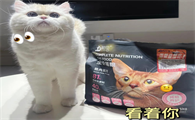 靓贝猫粮：肾脏养护与美味兼备的选择