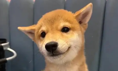 狗狗一次可以吃多少鱼粉
