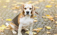萌宠饲养：比格犬幼犬吃什么，会比较合适，还能健康成长？