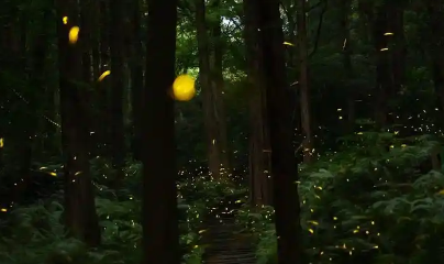 萤火虫东北有吗 萤火虫东北有吗
