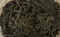 青鱼吃黑蚯蚓吗
