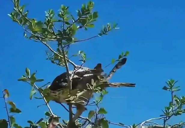 老鹰想偷袭小鸡!母亲为了保护孩子,把老鹰逼到了死角! 老鹰想偷袭小鸡!母亲为了保护孩子,把老鹰逼到了死角!