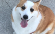 狗狗吐像痰一样的粘液吃什么药