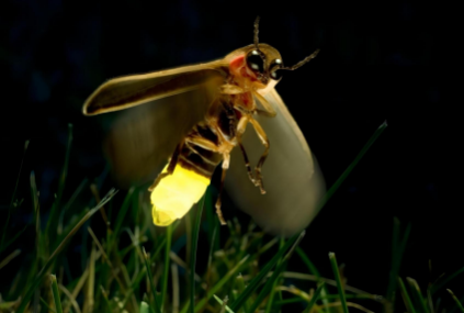 如何吸引萤火虫 如何吸引萤火虫