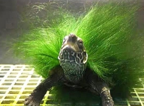 绿毛龟怎么养毛长的好 绿毛龟怎么养毛长的好