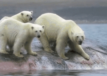 北极熊吃虎鲸吗