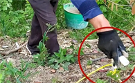 逆变器能捕蚯蚓吗
