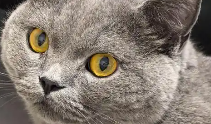 西汉小狸猫成了当代“萌宠” 西汉小狸猫成了当代“萌宠”