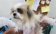 狗狗尿道流脓怎么治疗