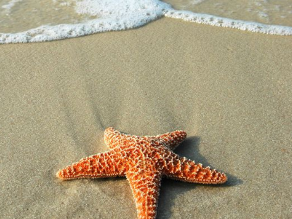 海星泡酒有什么功效