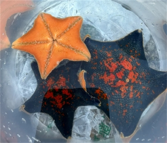 海星吃的是哪个部位 海星吃的是哪个部位