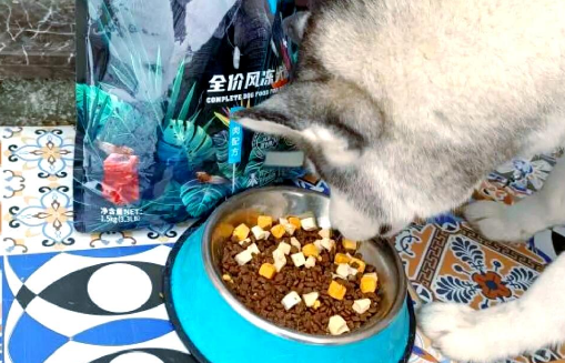 国产K9狗粮：昆虫蛋白助力狗狗健康！