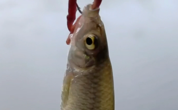 麦穗鱼吃蚯蚓吗