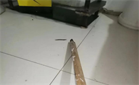防虫防蜈蚣用什么药