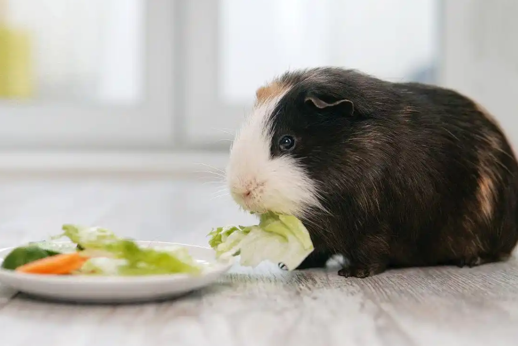 豚鼠丨一个天生的“素食主义者” 豚鼠丨一个天生的“素食主义者”